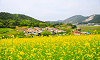 유채꽃